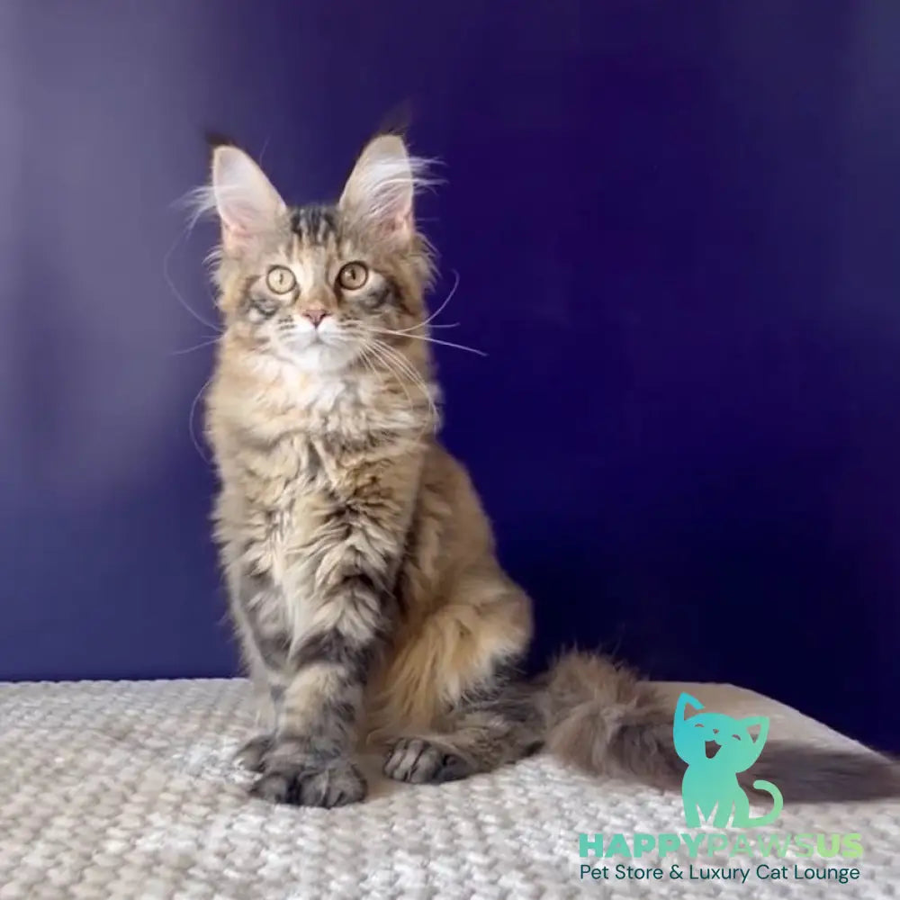 Olivia Maine Coon polydactyl 7x7x6x6 female black tortie ticked tabby bicolour - live animals
