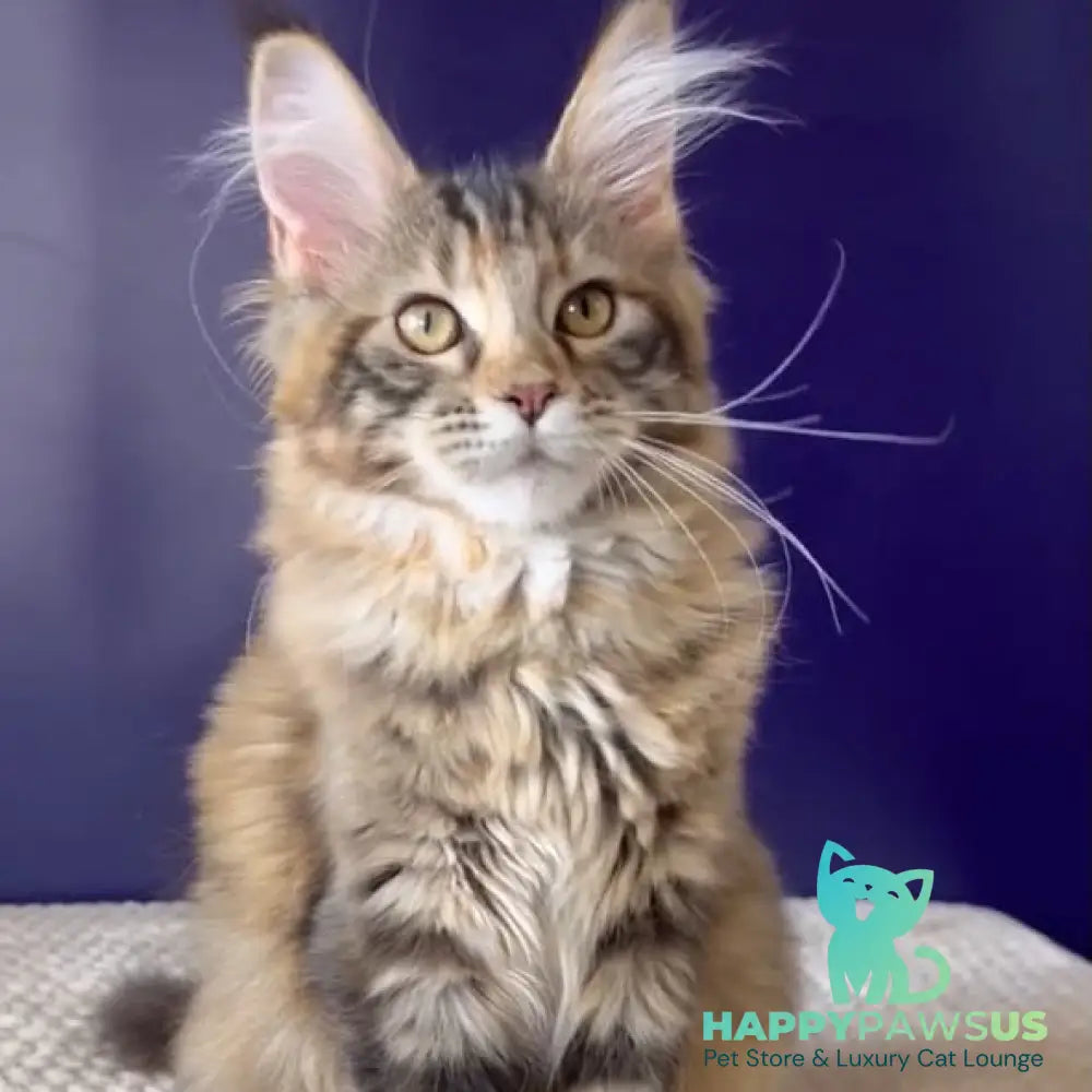 Olivia Maine Coon polydactyl 7x7x6x6 female black tortie ticked tabby bicolour - live animals