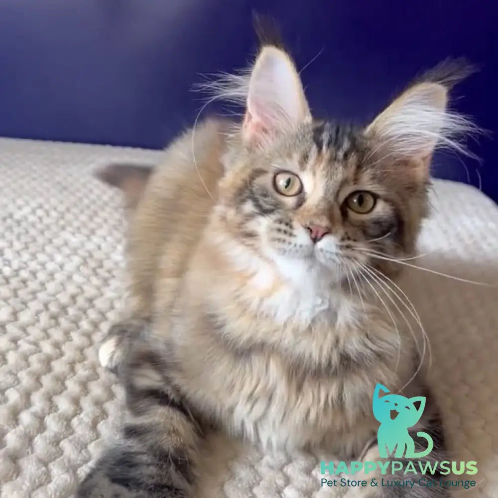 Olivia Maine Coon polydactyl 7x7x6x6 female black tortie ticked tabby bicolour - live animals