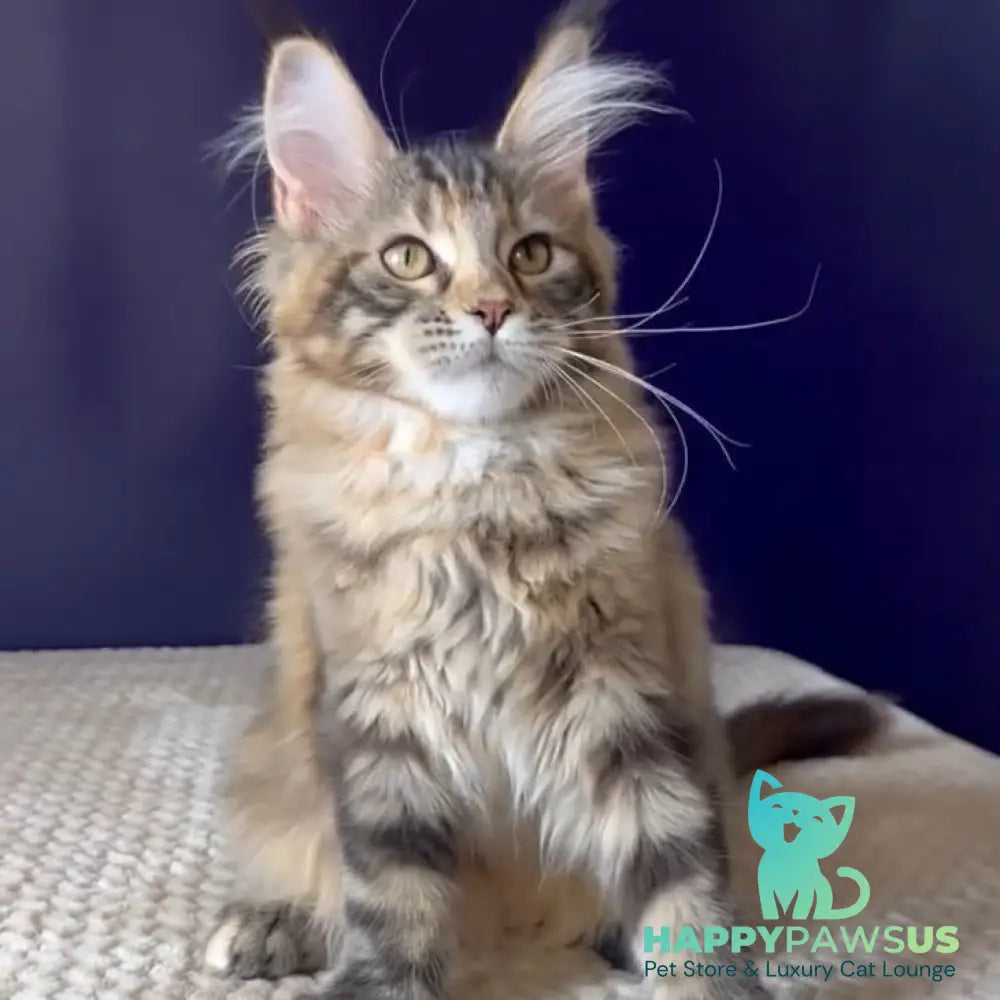 Olivia Maine Coon polydactyl 7x7x6x6 female black tortie ticked tabby bicolour - live animals