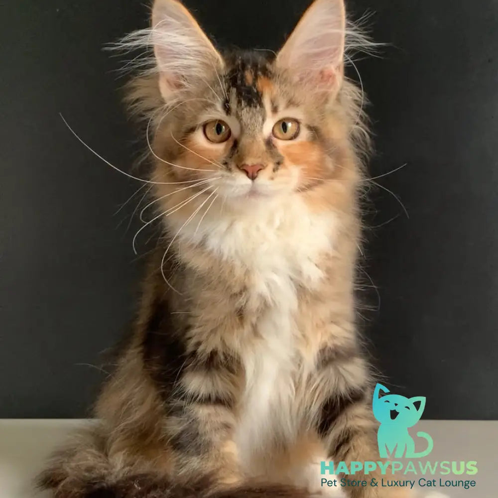 Olivia Maine Coon polydactyl 7x7x6x6 female black tortie ticked tabby bicolour - live animals