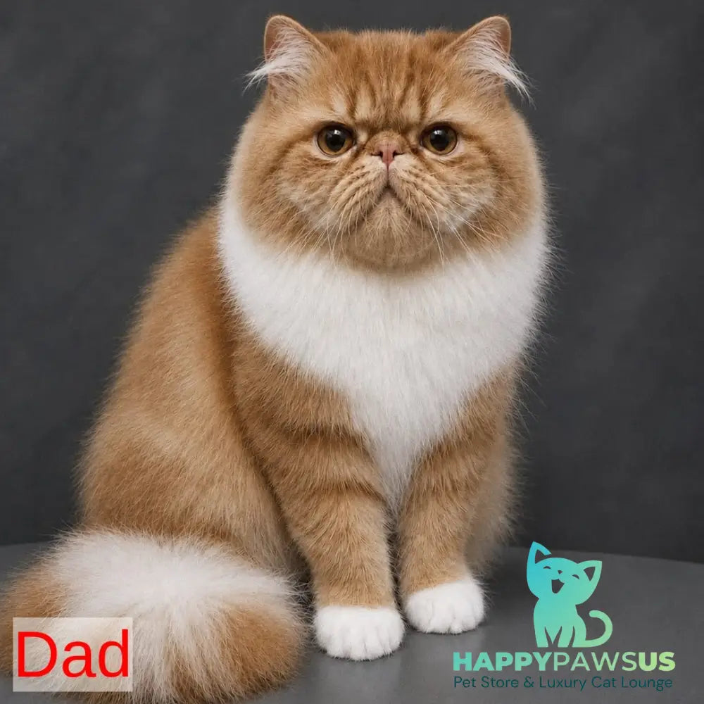Olivia Persian female blue tortie - live animals