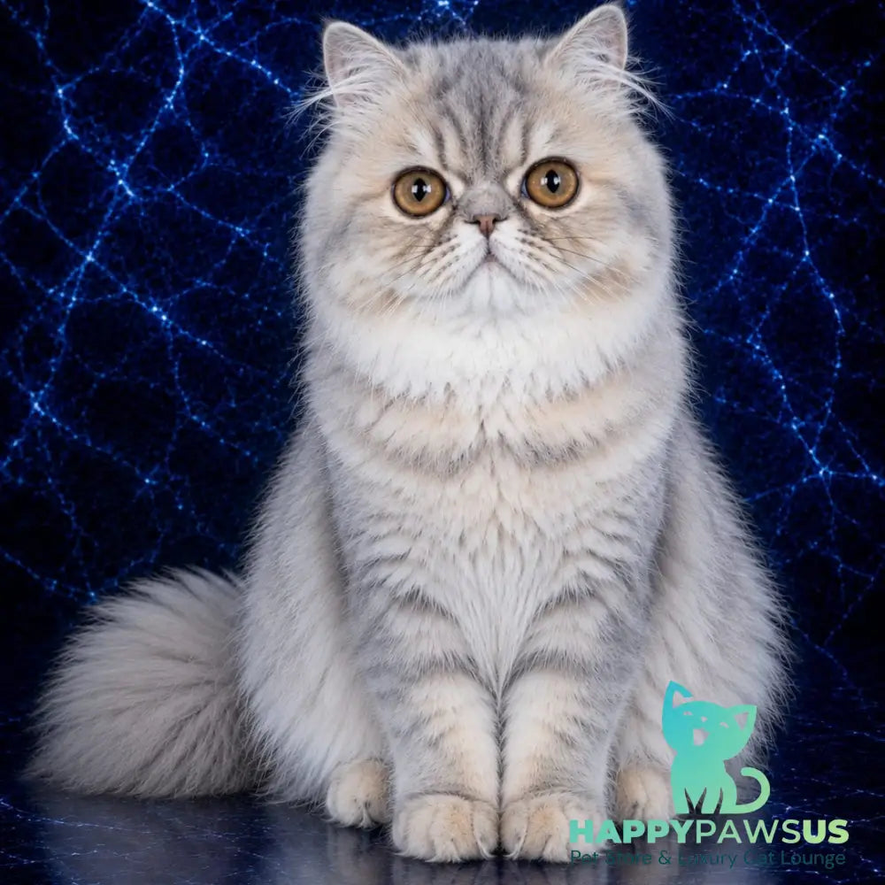 Olivia Persian female blue tortie - live animals