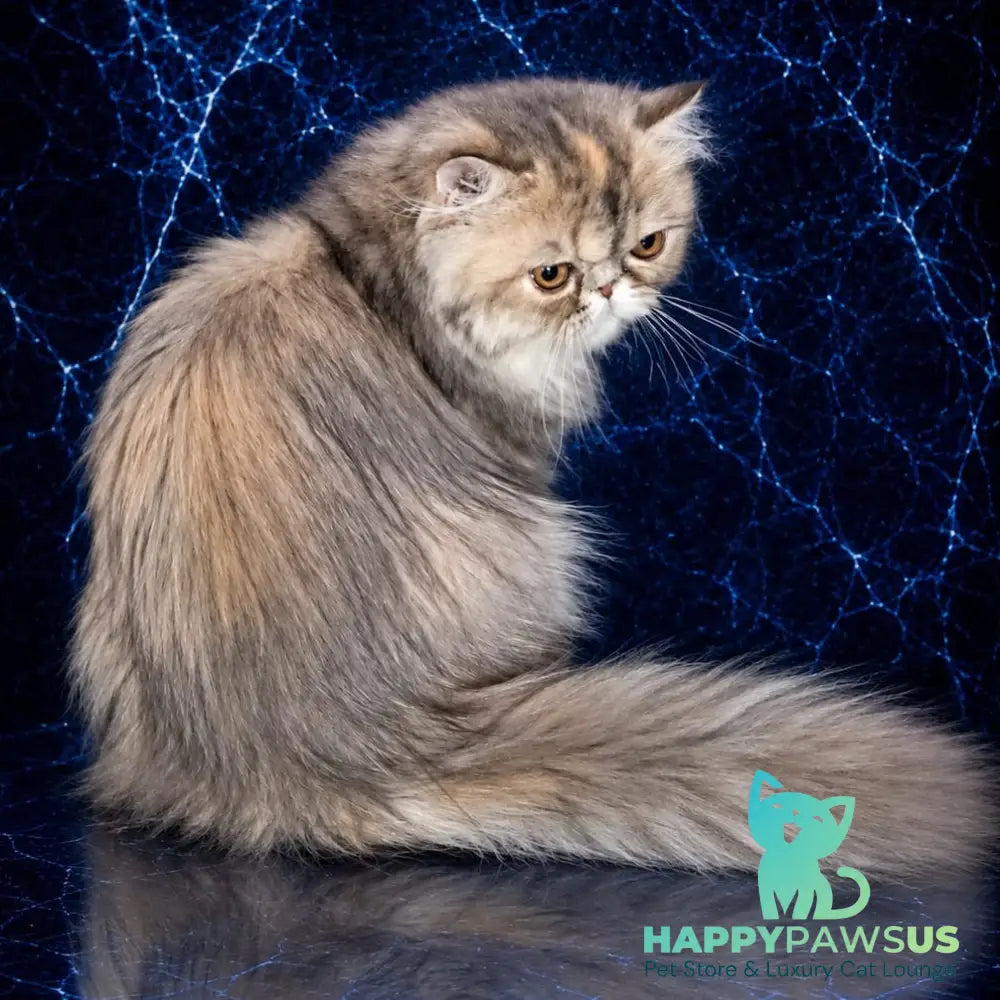 Olivia Persian female blue tortie - live animals