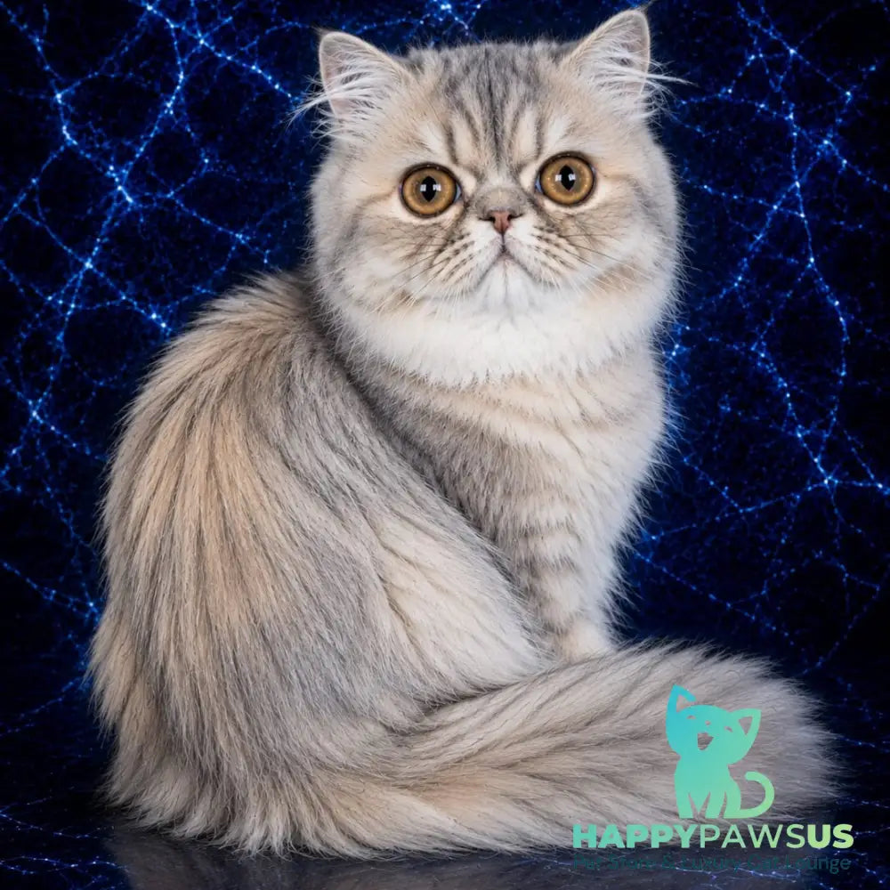 Olivia Persian female blue tortie - live animals