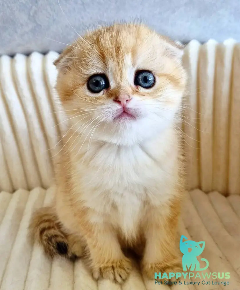 Olivia Scottish Fold female black golden tabby - live animals