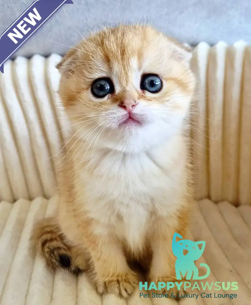 Olivia Scottish Fold female black golden tabby - live animals