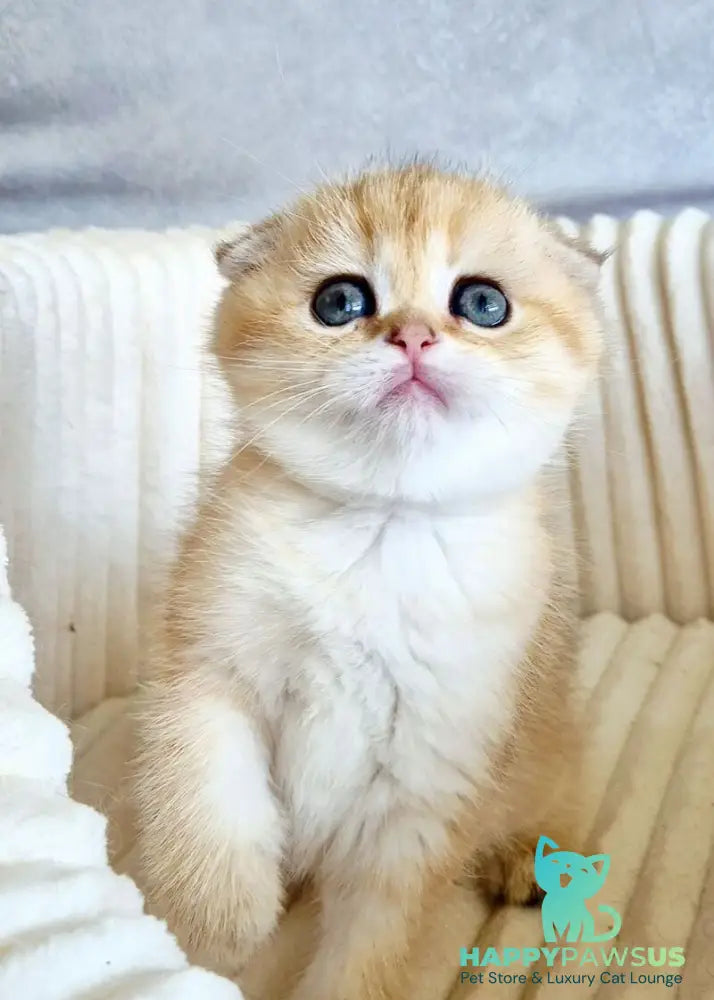 Olivia Scottish Fold female black golden tabby - live animals