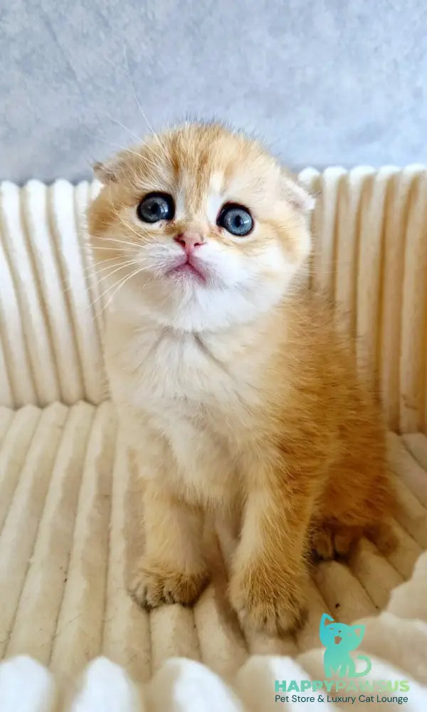Olivia Scottish Fold female black golden tabby - live animals