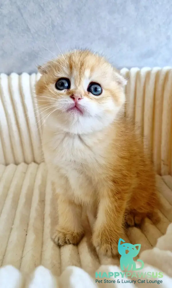 Olivia Scottish Fold female black golden tabby - live animals