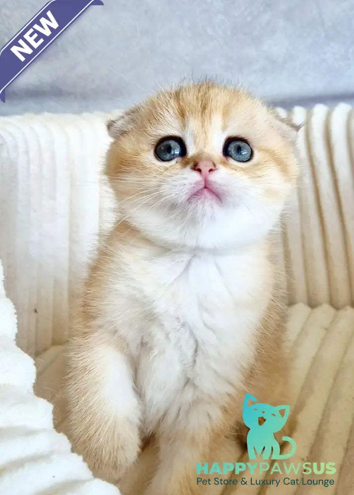 Olivia Scottish Fold female black golden tabby - live animals