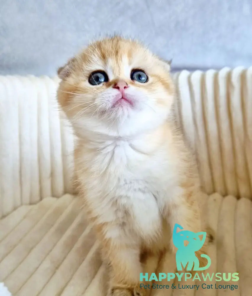 Olivia Scottish Fold female black golden tabby - live animals
