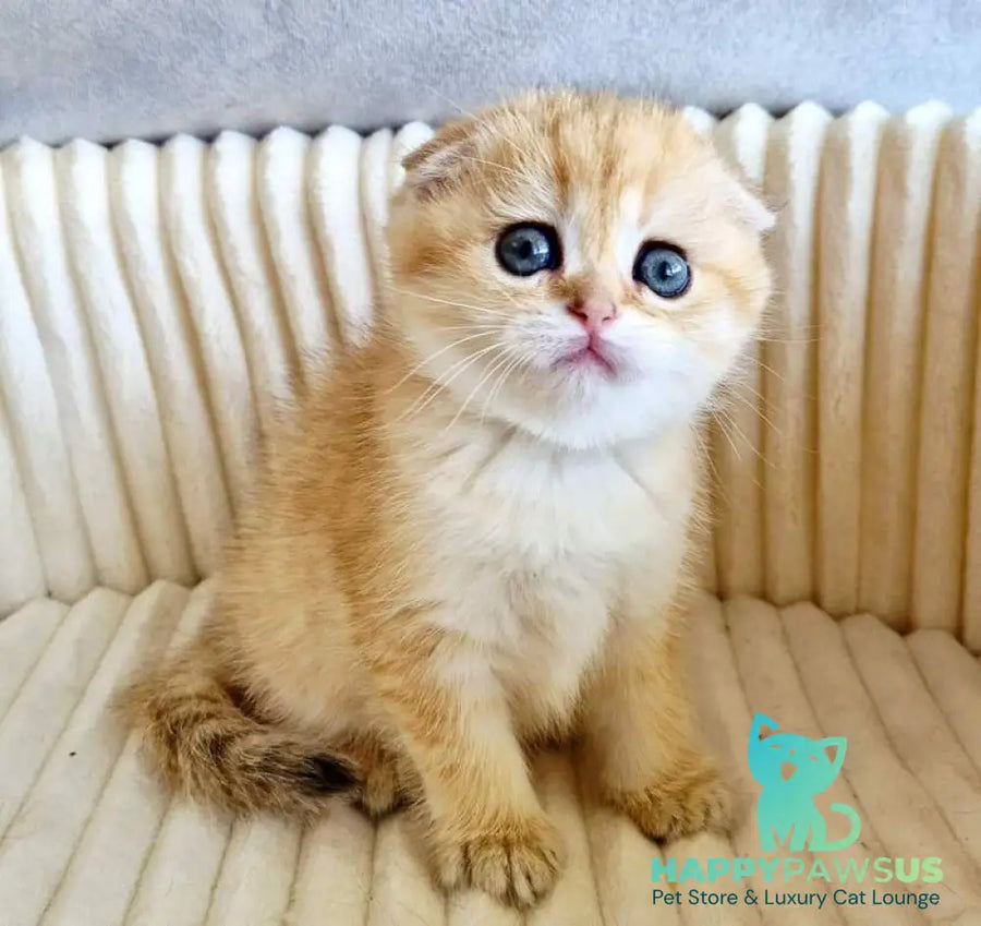 Olivia Scottish Fold female black golden tabby - live animals