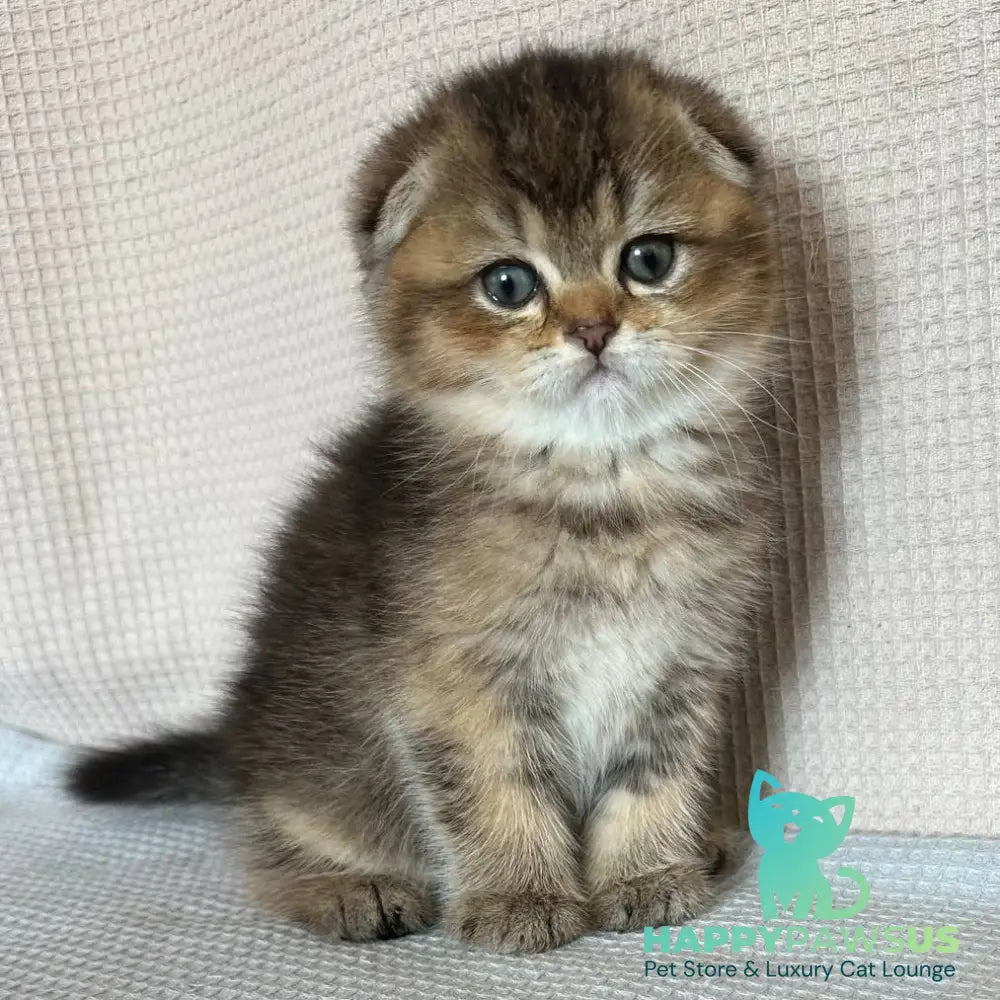 Olivia Scottish Fold female black golden ticked tabby - live animals