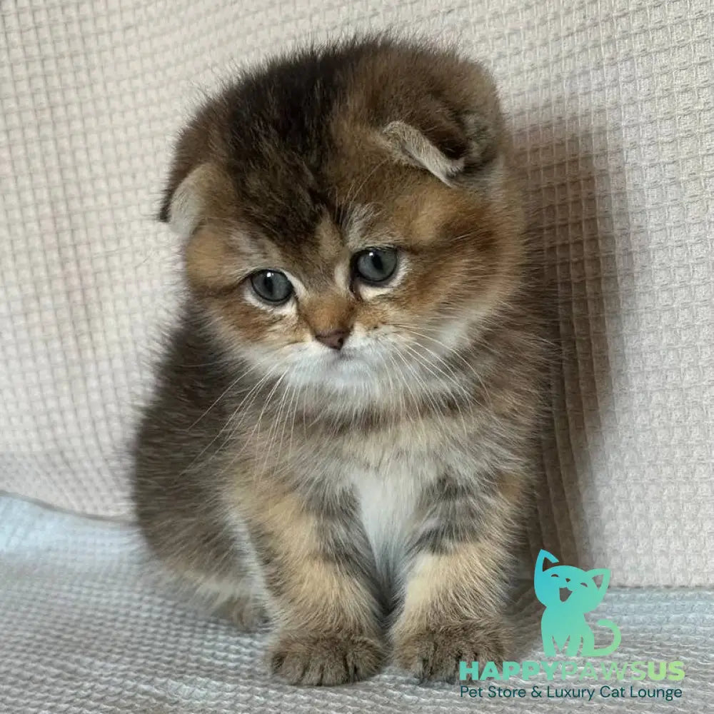 Olivia Scottish Fold female black golden ticked tabby - live animals