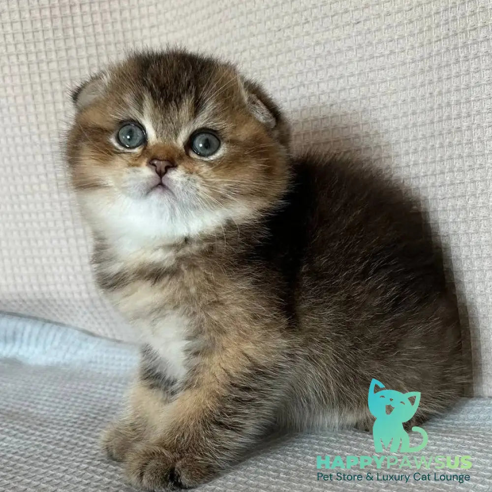 Olivia Scottish Fold female black golden ticked tabby - live animals