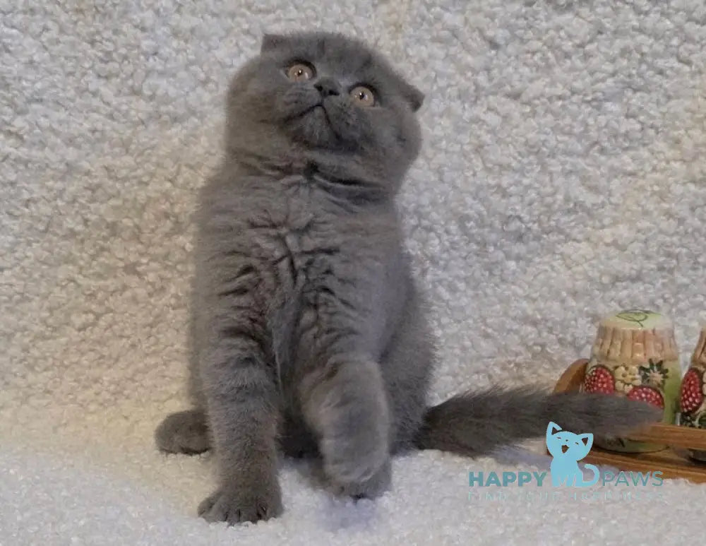 Olivia Scottish Fold female blue - live animals