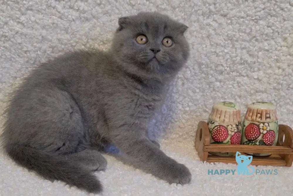 Olivia Scottish Fold female blue - live animals