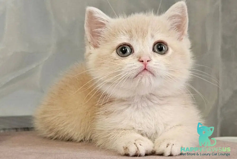 Olivia Scottish Straight female lilac golden shaded - live animals