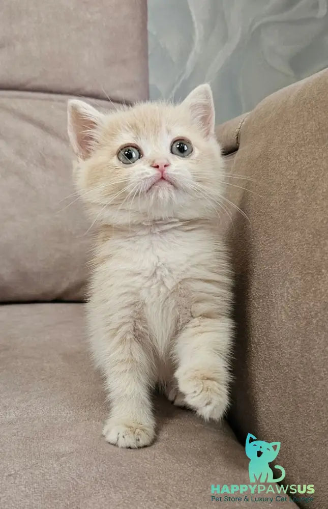 Olivia Scottish Straight female lilac golden shaded - live animals