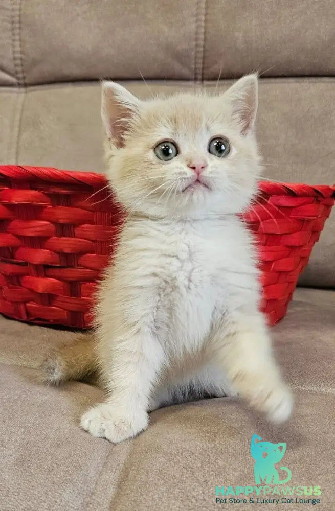 Olivia Scottish Straight female lilac golden shaded - live animals