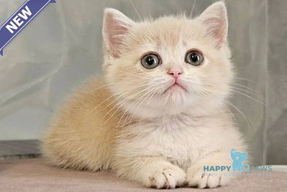 Olivia Scottish Straight female lilac golden shaded - live animals