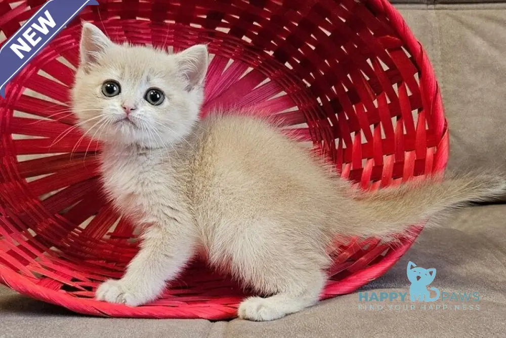 Olivia Scottish Straight female lilac golden shaded - live animals