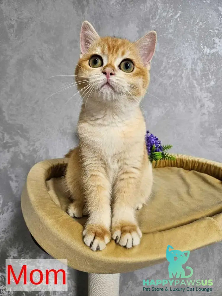 Olivia Scottish Straight female lilac golden shaded - live animals