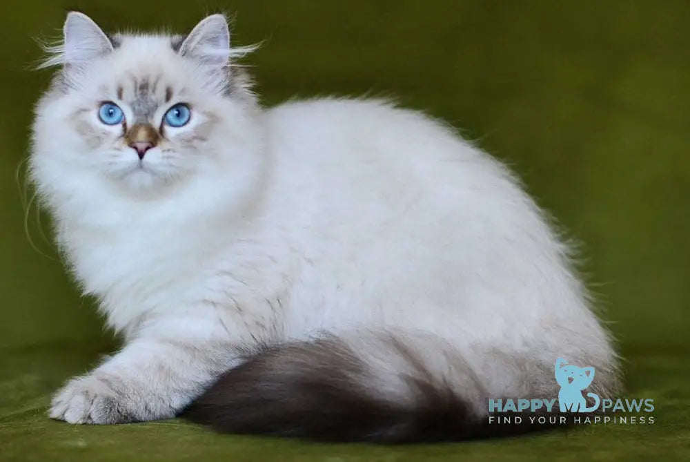 Olivia Siberian female black tabby pointed live animals