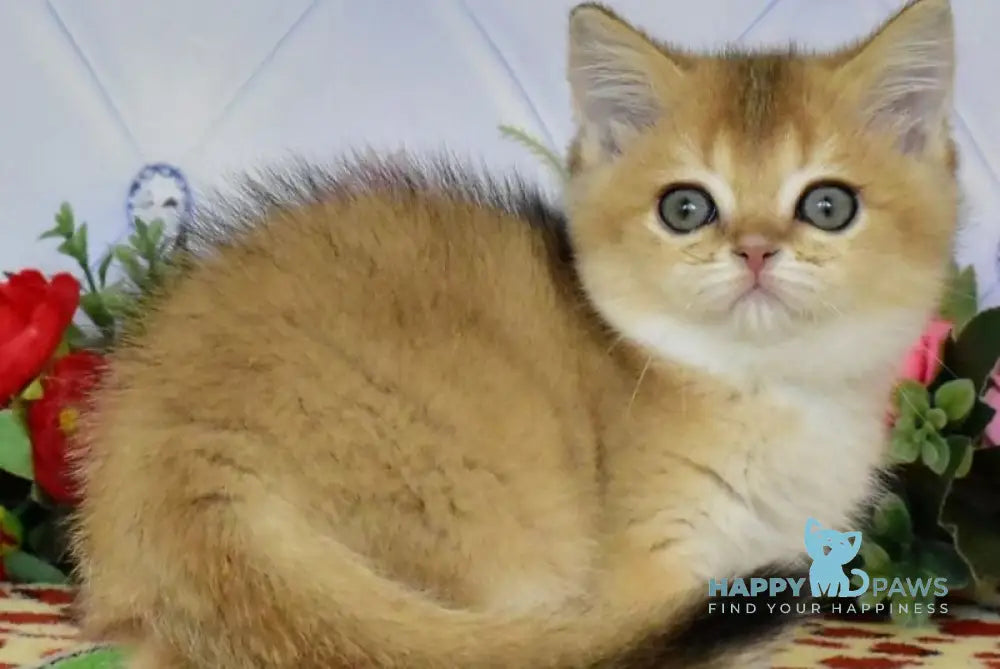 Oliviya British Shorthair female black golden ticked tabby live animals