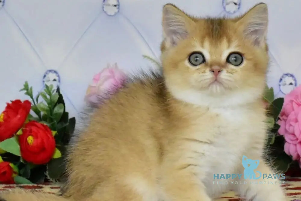 Oliviya British Shorthair female black golden ticked tabby live animals