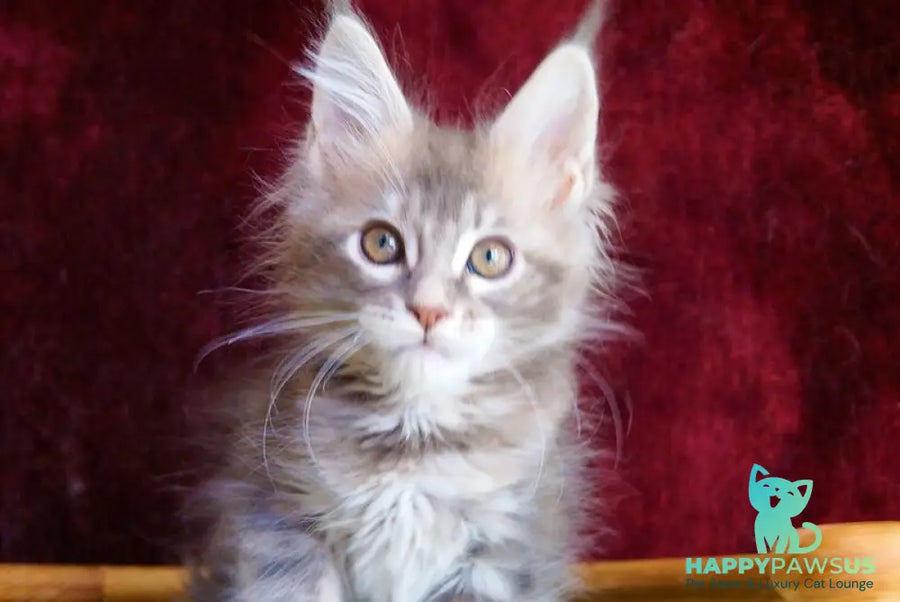 Oliviya Maine Coon female blue tortie silver tabby - live animals