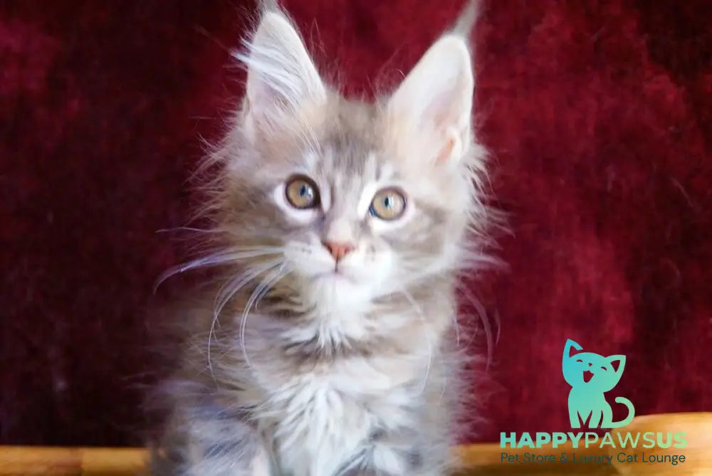 Oliviya Maine Coon female blue tortie silver tabby - live animals