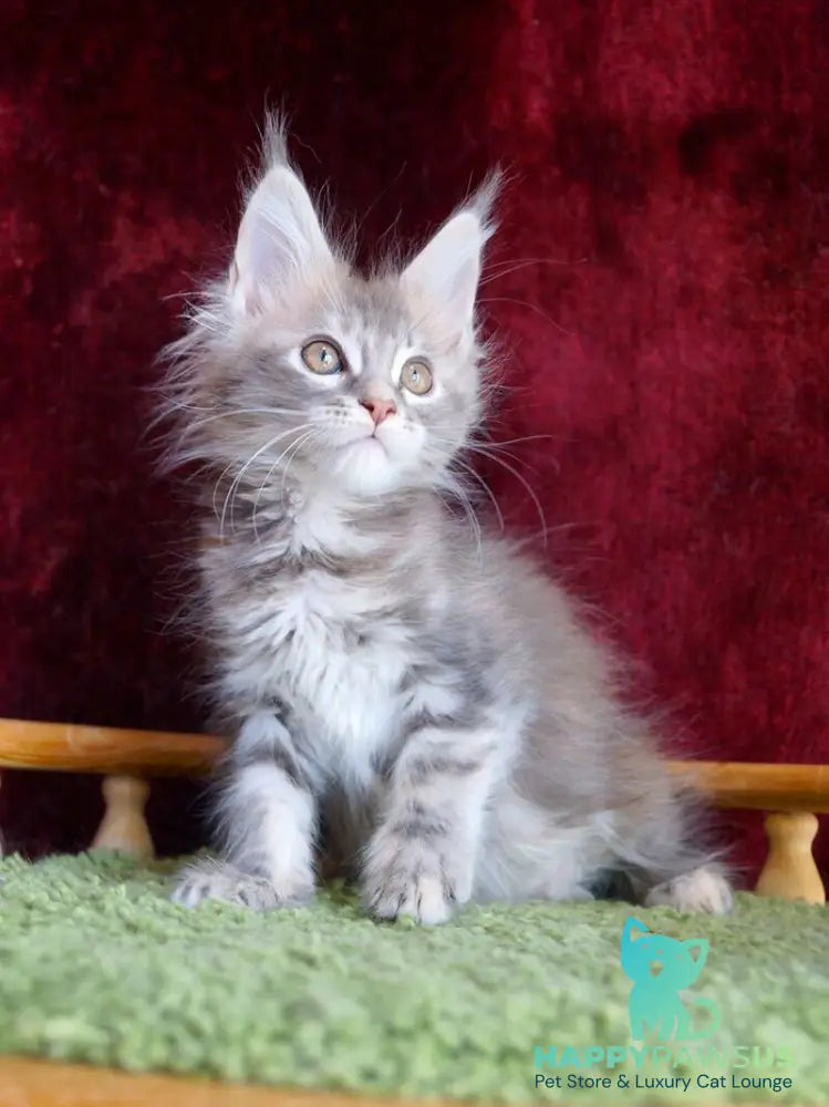 Oliviya Maine Coon female blue tortie silver tabby - live animals