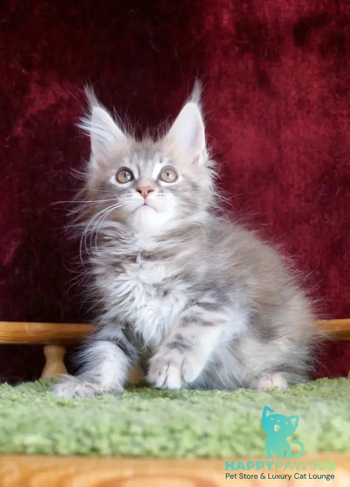 Oliviya Maine Coon female blue tortie silver tabby - live animals