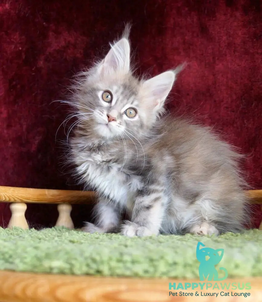 Oliviya Maine Coon female blue tortie silver tabby - live animals