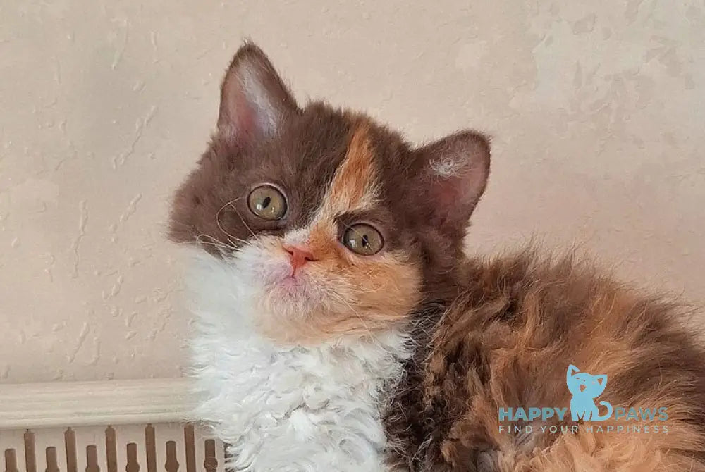 Oliviya Selkirk Rex female cinnamon tortie bicolour live animals