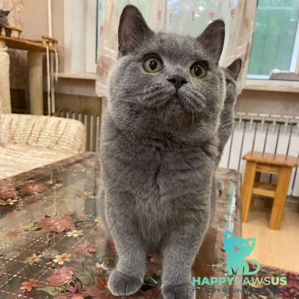 Olli British Shorthair female blue - live animals