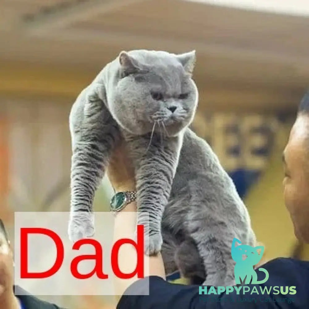 Olli British Shorthair female blue - live animals