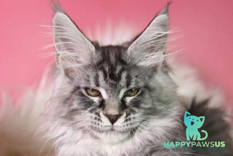 Olli Maine Coon female black silver tabby live animals