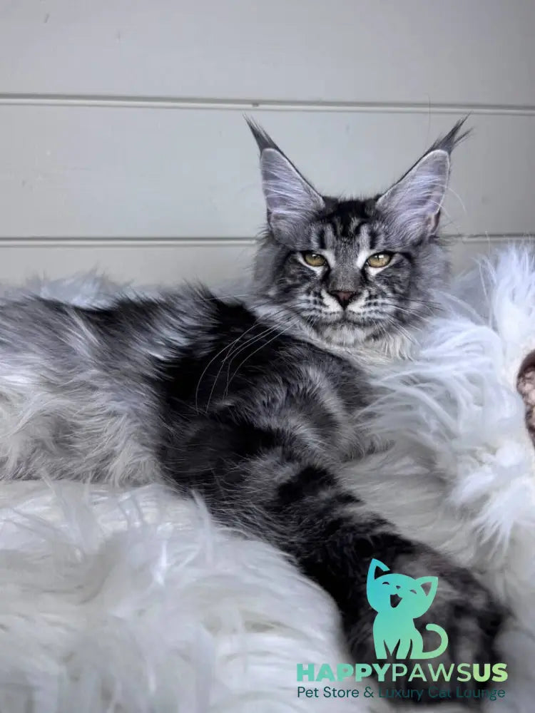Olli Maine Coon female black silver tabby - live animals