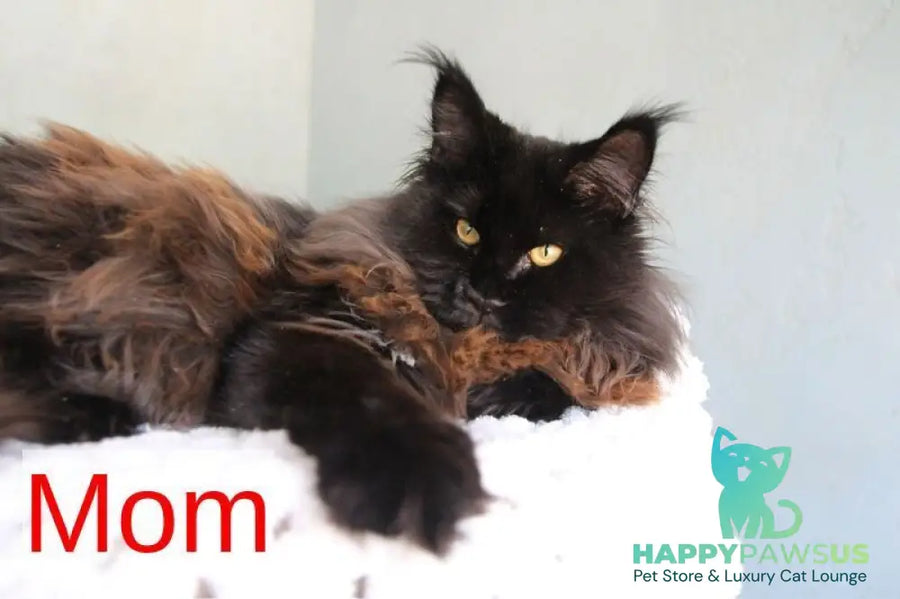 Olli Maine Coon female black silver tabby live animals
