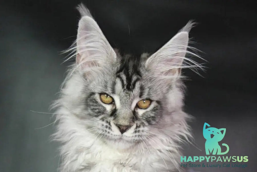 Olli Maine Coon female black silver tabby - live animals