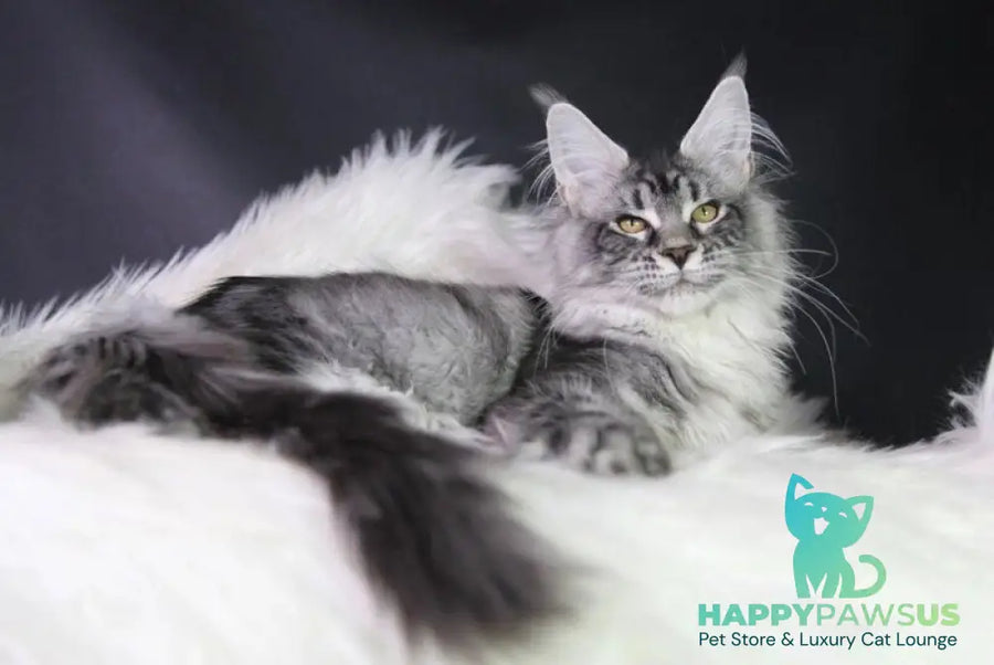 Olli Maine Coon female black silver tabby - live animals
