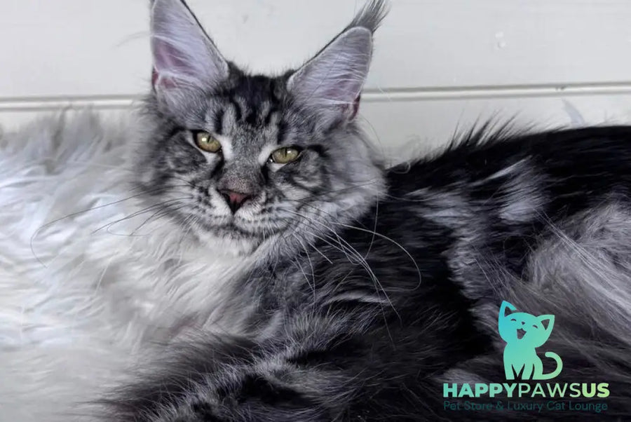 Olli Maine Coon female black silver tabby - live animals