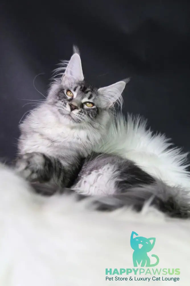 Olli Maine Coon female black silver tabby - live animals