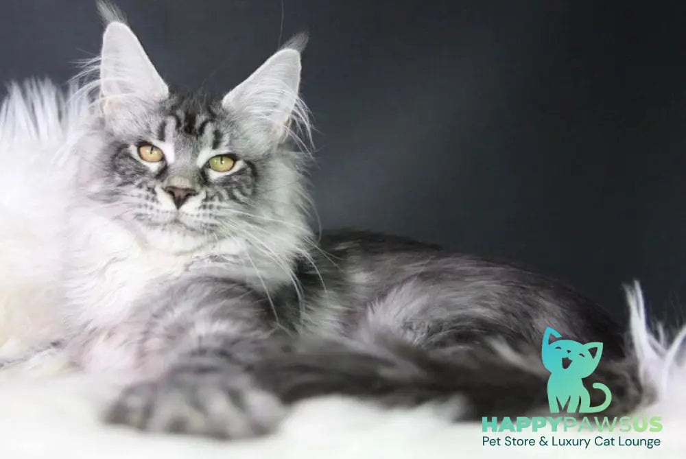 Olli Maine Coon female black silver tabby - live animals