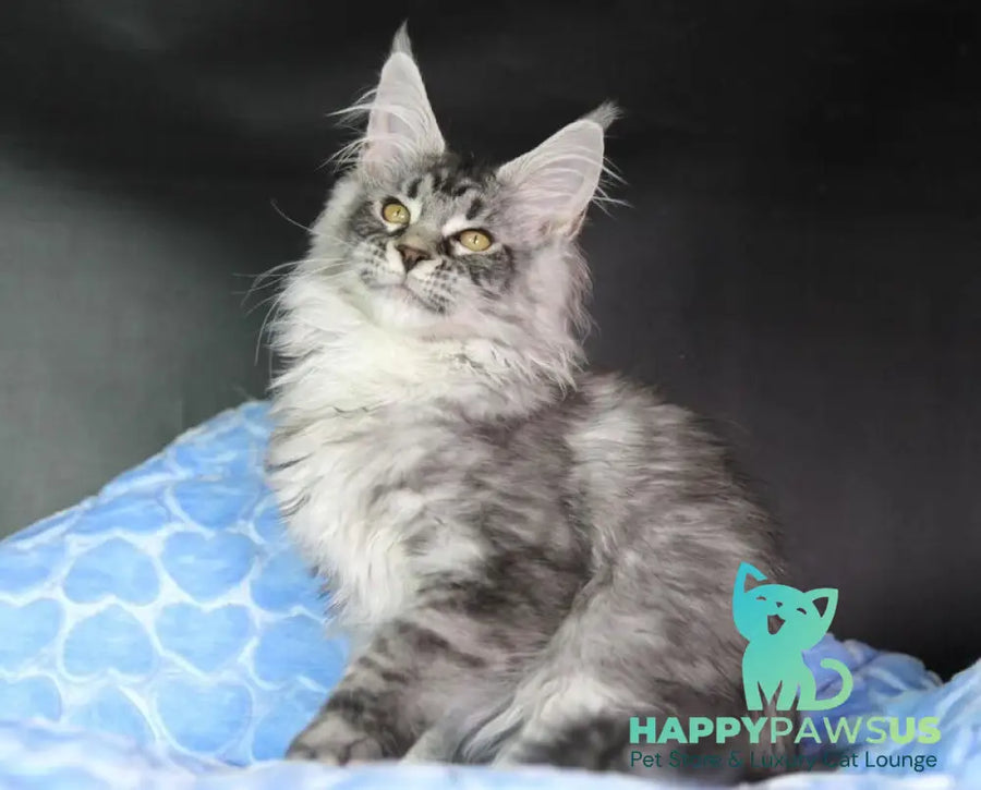 Olli Maine Coon female black silver tabby - live animals