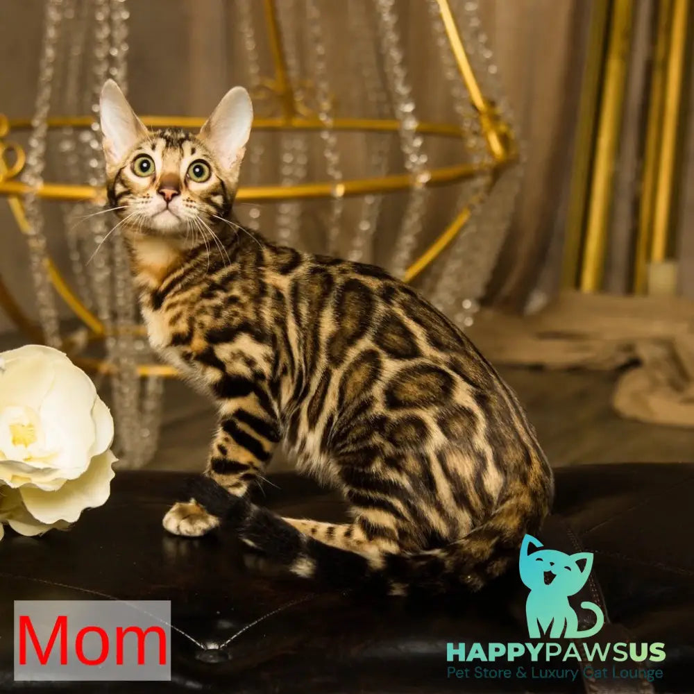 Ollie Bengal female black spotted tabby - live animals