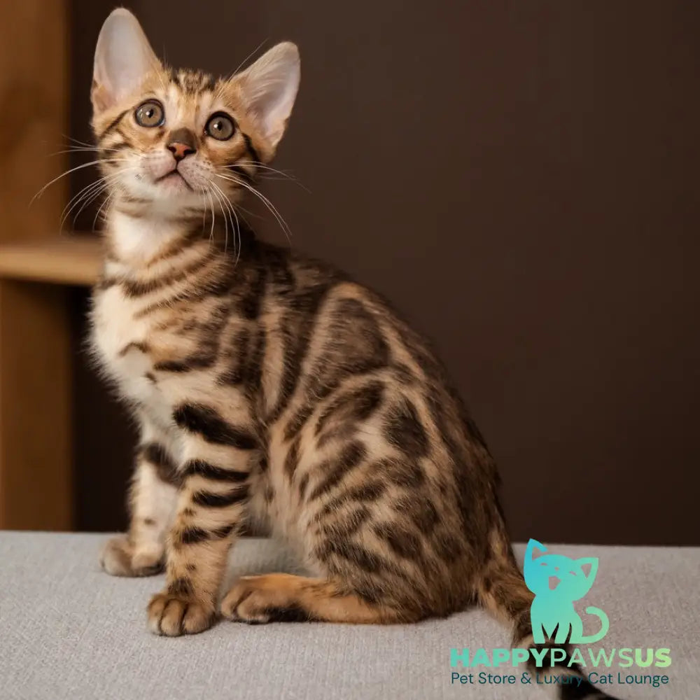 Ollie Bengal female black spotted tabby - live animals